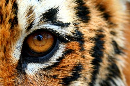 Oeil d'un tigre
